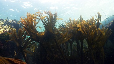 Belle Ile en Mer agency Allain sea green seaweed